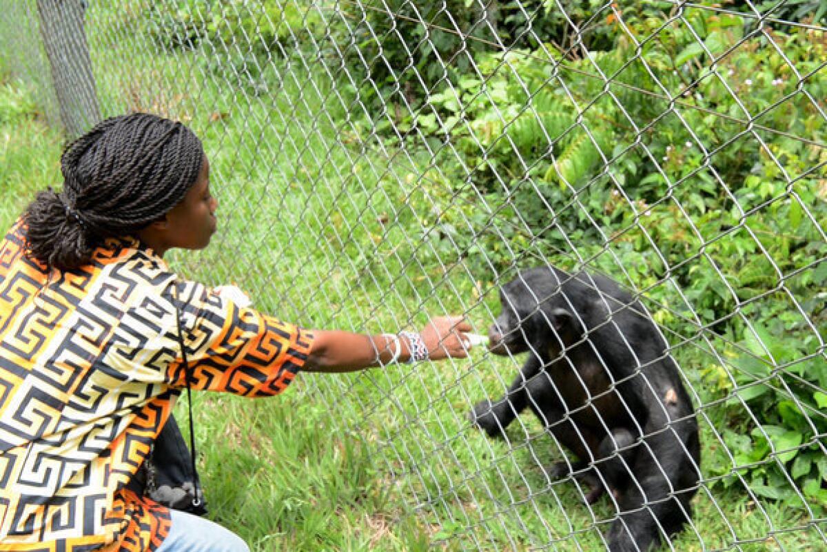 A veterinarian tends to an orphaned bonobo at a sanctuary in the Democratic Republic of Congo for bonobos saved from illegal trafficking.