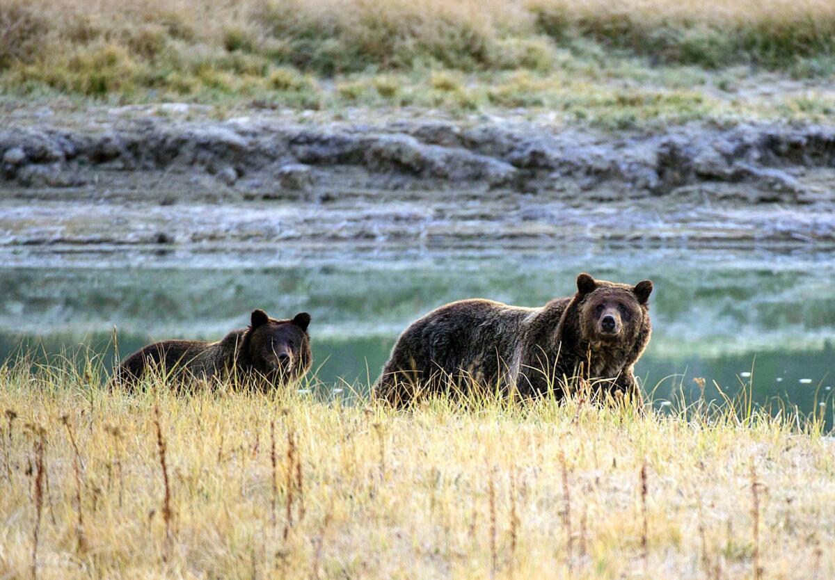 A grizzly bear and her cub walk near Pelican Creek in Yellowstone National Park.