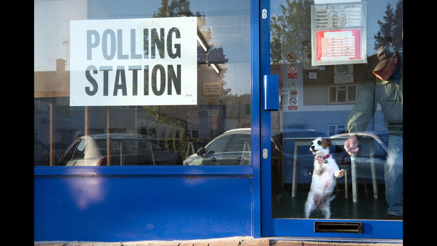 Dogs waiting at polling stations