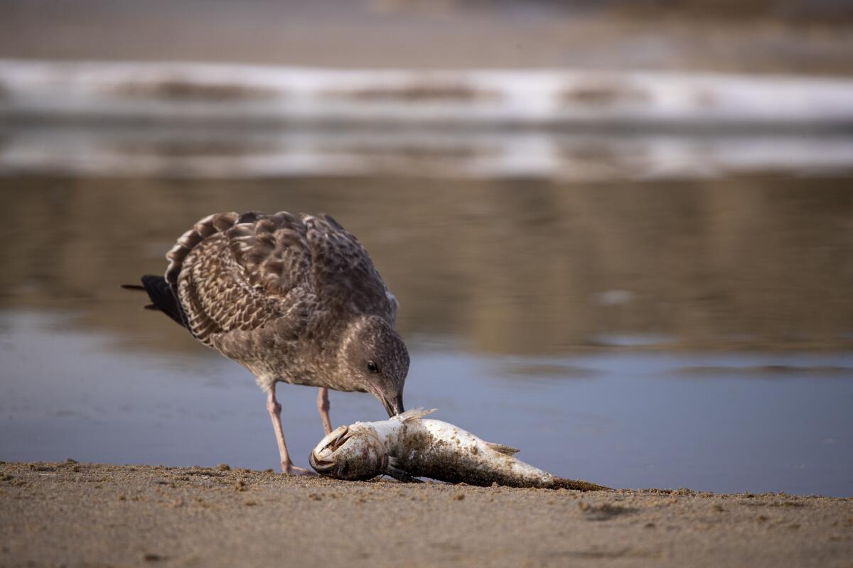 A bird eating a fish on the beach