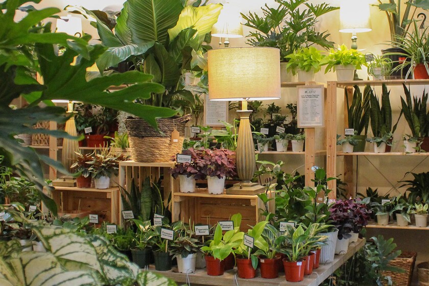 Store shelves holding plants