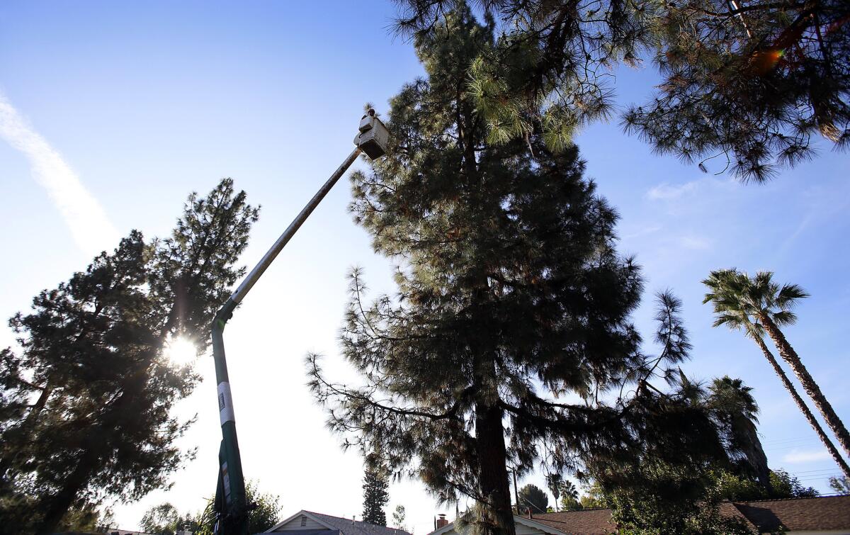 A city contractor uses a lift to trim a tree in the West Hills neighborhood of Los Angeles on Oct. 23, 2014.
