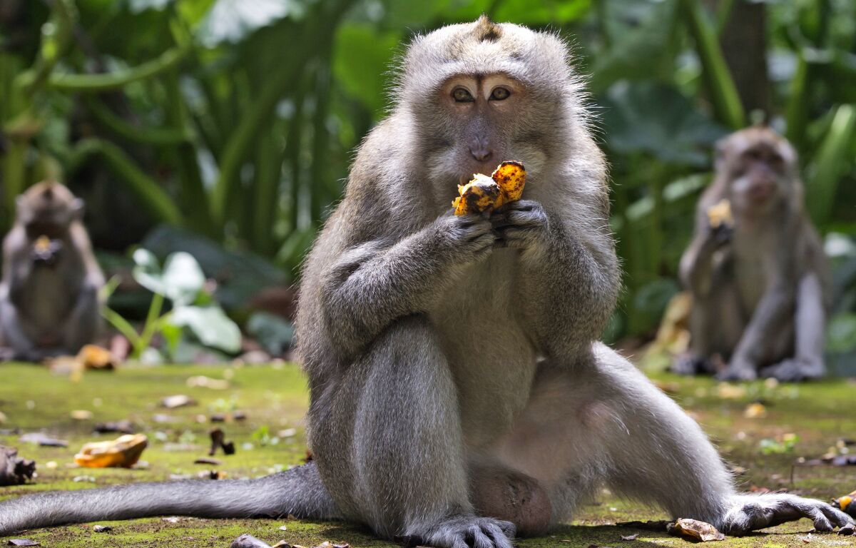 Macaques eat bananas outside.