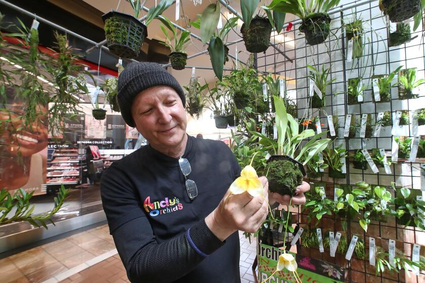 Andy Phillips of Andy's Orchids, shows a monkey face yellow orchid, one he says is very difficult to grow, during the annual Home and Garden Show at South Coast Plaza on Friday.