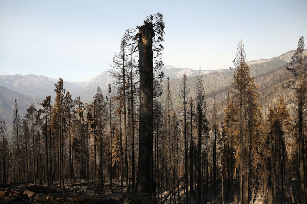 A giant sequoia severely damaged by fire, surrounded by other scorched trees