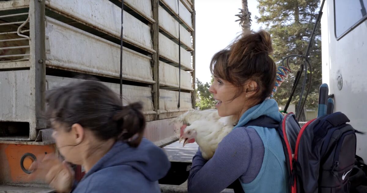 ‘Baywatch’s’ Alexandra Paul on trial; video shows ‘open rescue’ of Foster Farms chickens