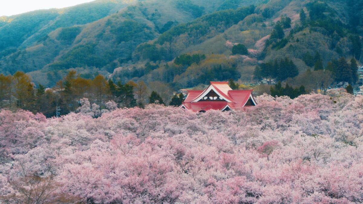 A red-roofed house is nestled in a meadow of pink flowers against a backdrop of green hills.