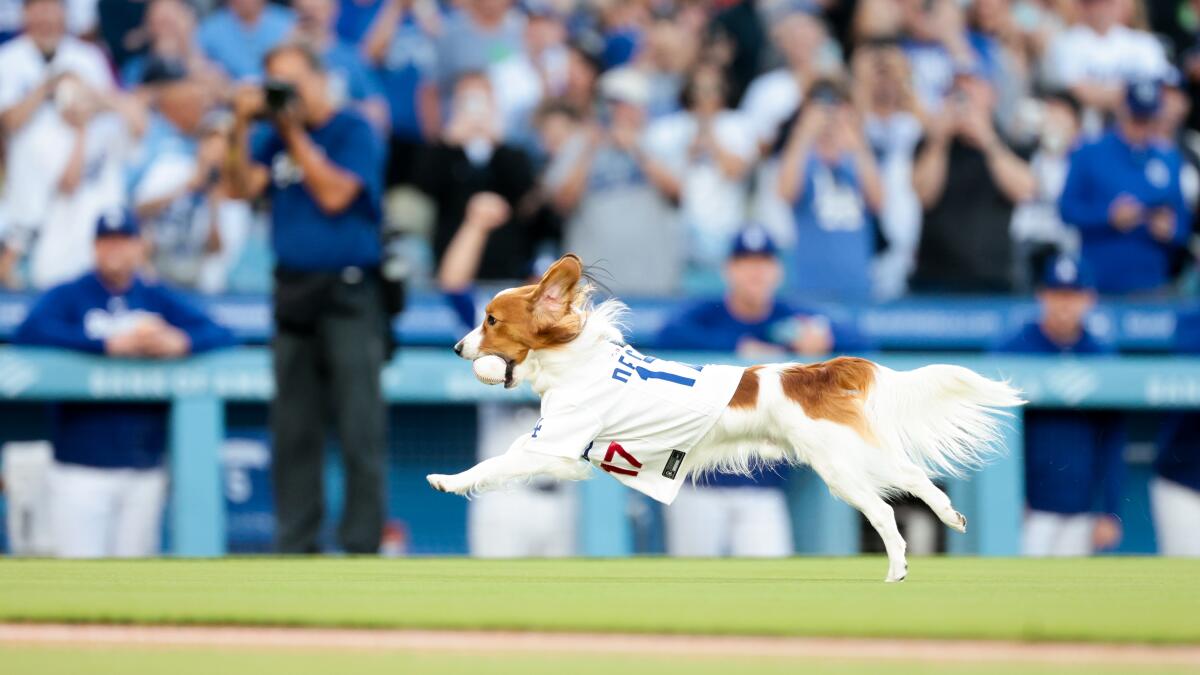 The Sports Report: Shohei Ohtani, and his dog, share the moment as Dodgers win - Los Angeles Times