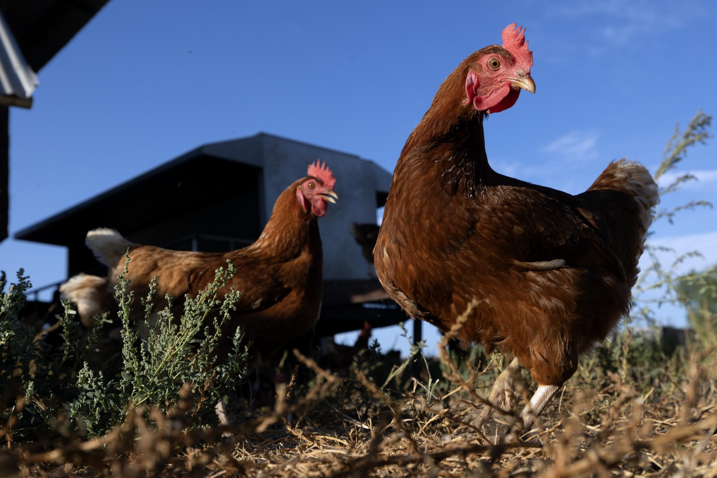Chickens walk around a mobile barn at the Happy Hens egg ranch in Ramona on Wednesday, August 16, 2023.
