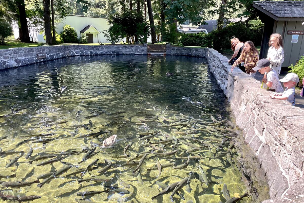 A water feature filled with fish with a group of people looking on.