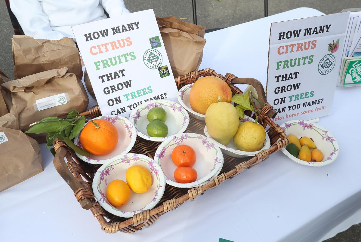 A citrus fruit display, compliments of the Laguna Canyon Conservancy, was part of the annual Arbor Day festival on Thursday.