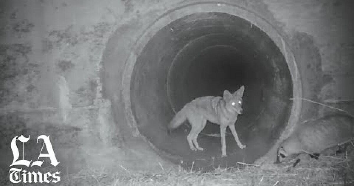 Coyote playfully pounces toward its new badger friend