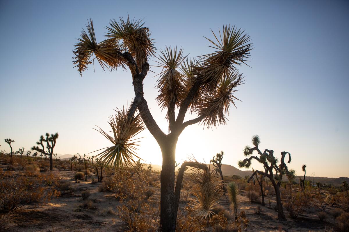  An area in Joshua Tree, CA where Joshua trees are facing extinction due to climate change and wildfires.
