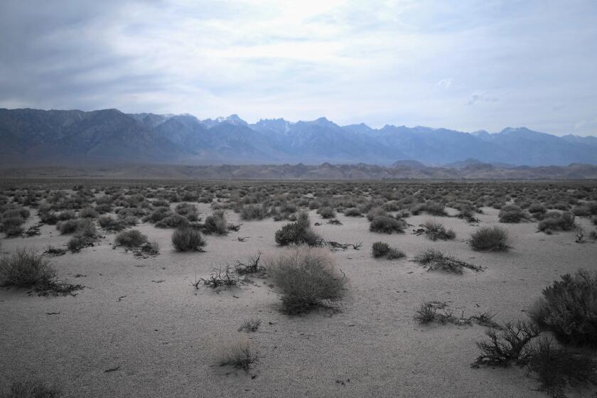 Scrub brush near dry Owens Lake; to preserve Inyo County ranches, environmentalists have agreed to curtail water diversions for restoration of the Lower Owens River and controlling dust on the dry lake bed.