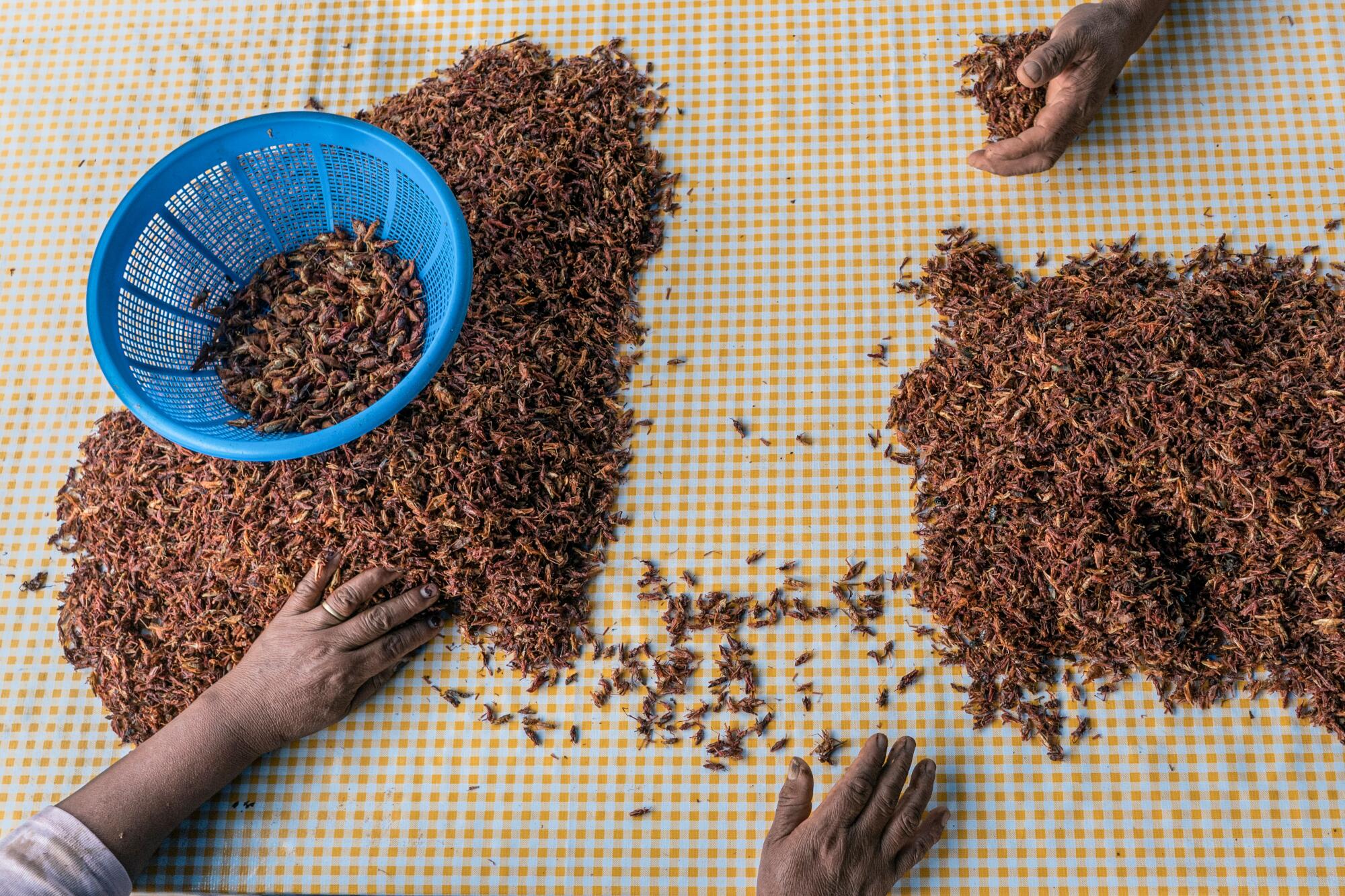 A blue colander sits surrounded by piles of cooked grasshoppers 