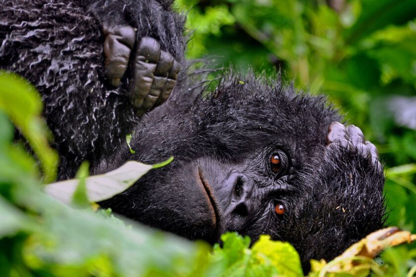 A female gorilla rests during a rainstorm in Congo's Virunga National Park.