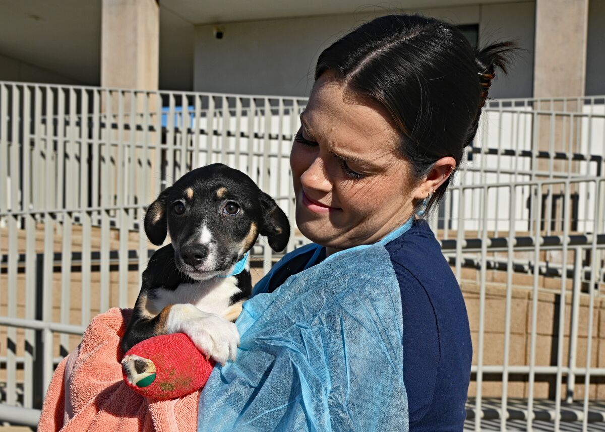 A dog who survived a crash in Texas is held at the Helen Woodward Animal Center in Rancho Santa Fe on Wednesday.