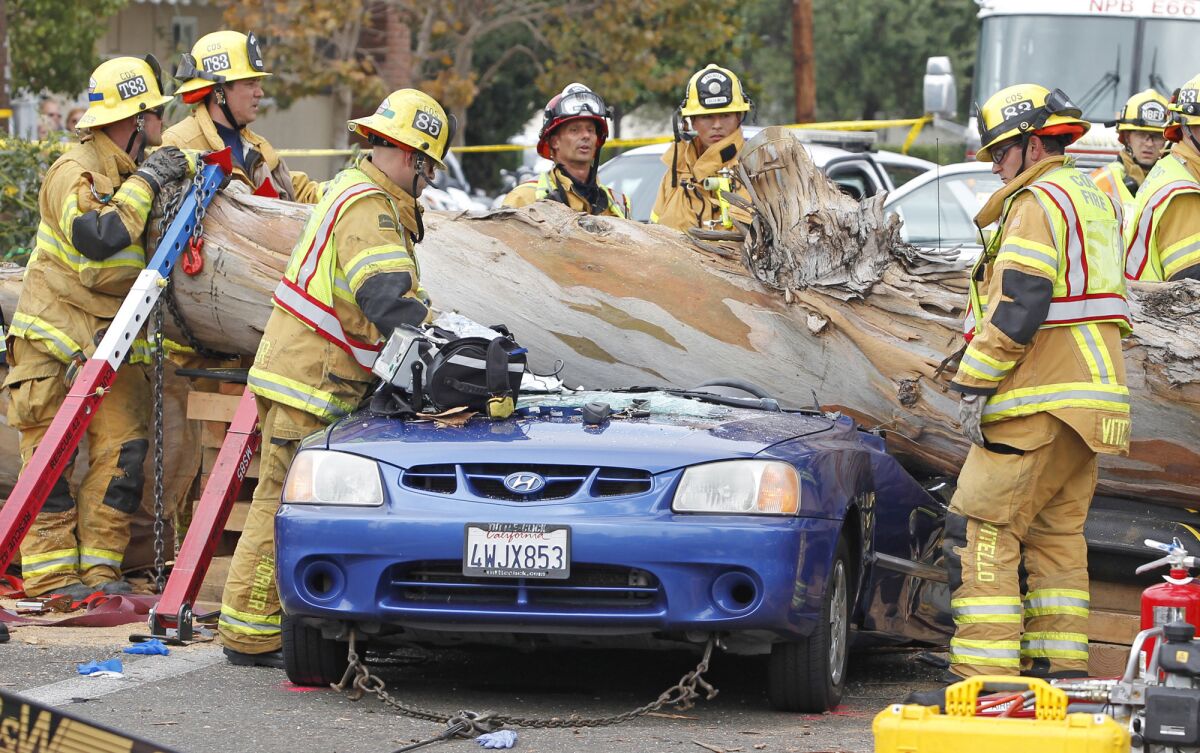 Firefighters work to remove a giant eucalyptus tree that crushed a car at a traffic light, killing 29-year-old Haeyoon Miller.