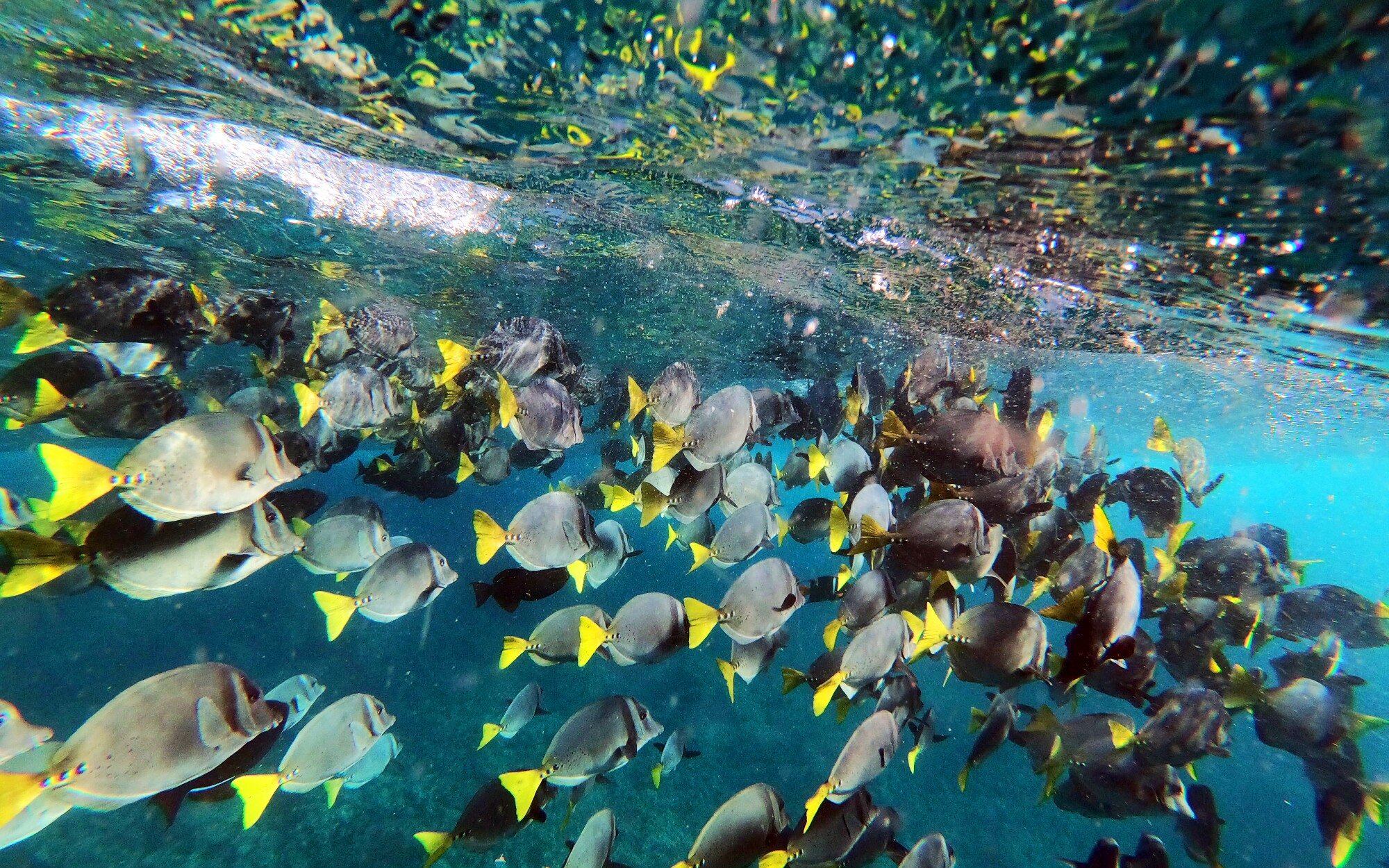 Fish swim in a large school in clear blue water