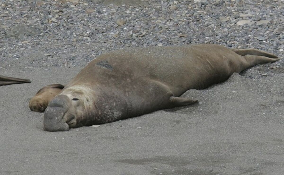 A male northern elephant seal rested on South Island. — John Gibbins / Union-Tribune