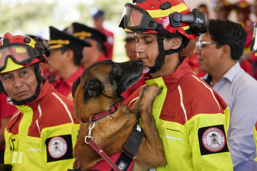 Un perro llamado Ares hace un gesto de cariño a su cuidador durante un acto para homenajear a perros bombero en Quito, Ecuador, el 20 de mayo de 2024. Los perros retirados fueron adoptados por residentes en la capital. (AP Foto/Dolores Ochoa)