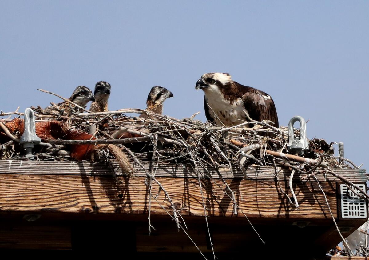An osprey and two chicks in a nest on top of a pole.