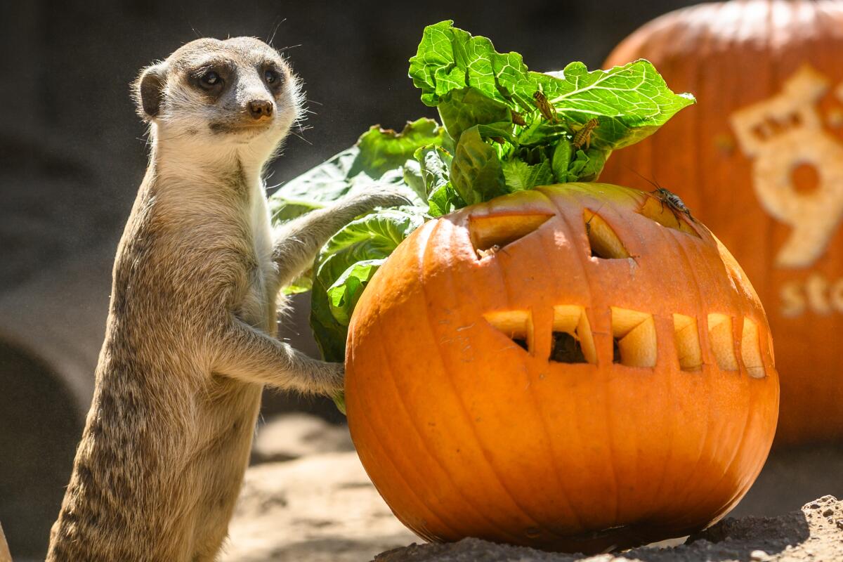 A meerkat with a pumpkin.