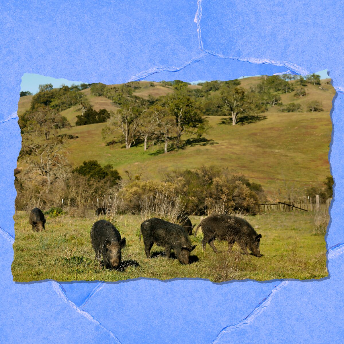 grassland or pasture used for grazing crossword hansmadebyhermien