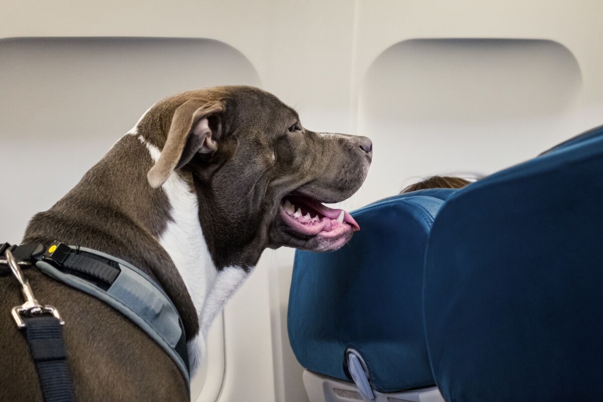 Should emotional support animals be allowed on a plane? Make your voice  heard - Los Angeles Times