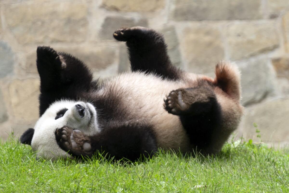A giant panda cub rolls on his back on grass