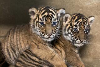 A pair of tiger cubs born in July at the San Diego Zoo Safari Park have been named Puteri and Hutan.