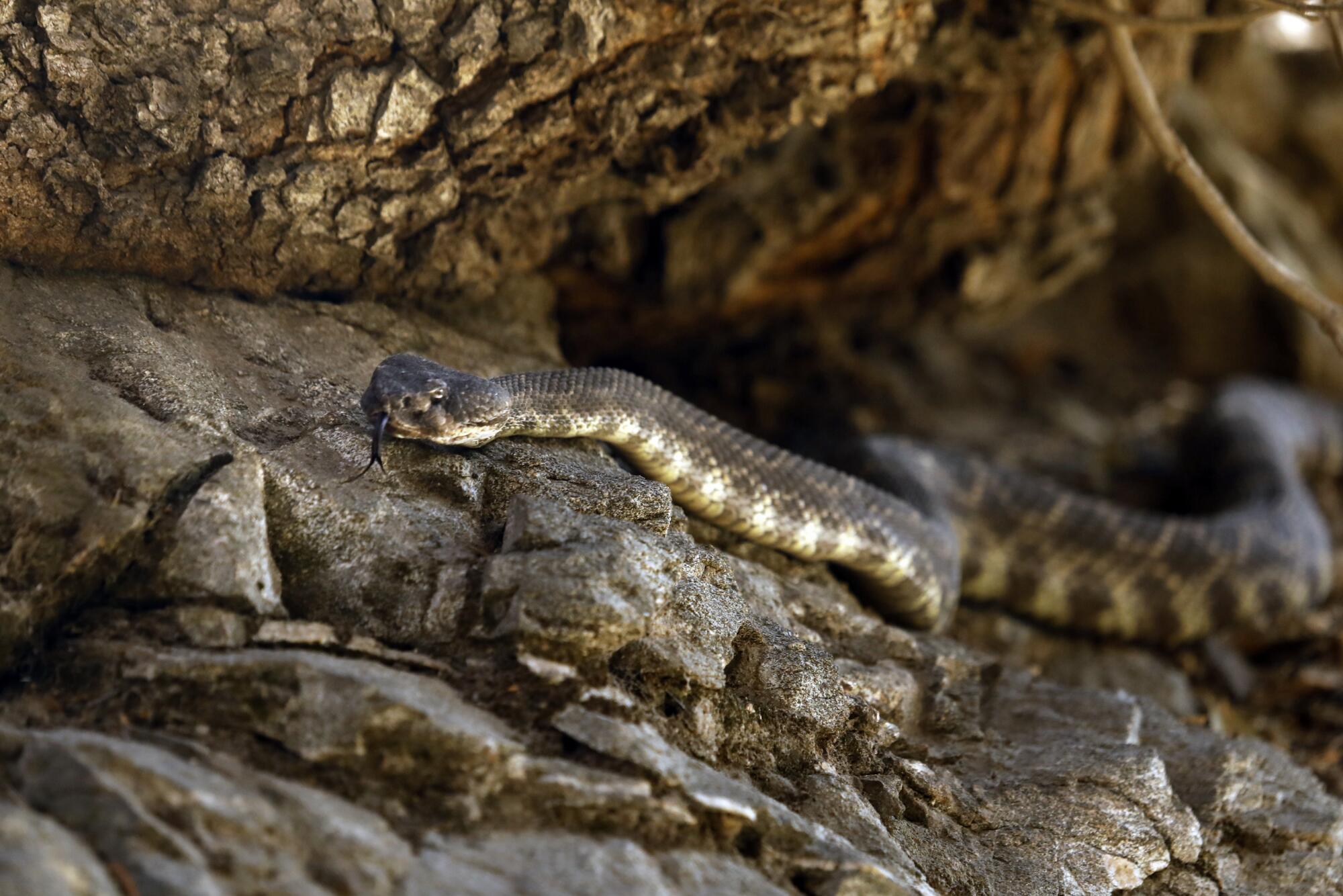 A Pacific rattlesnake on rocks along the West Fork of the San Gabriel River