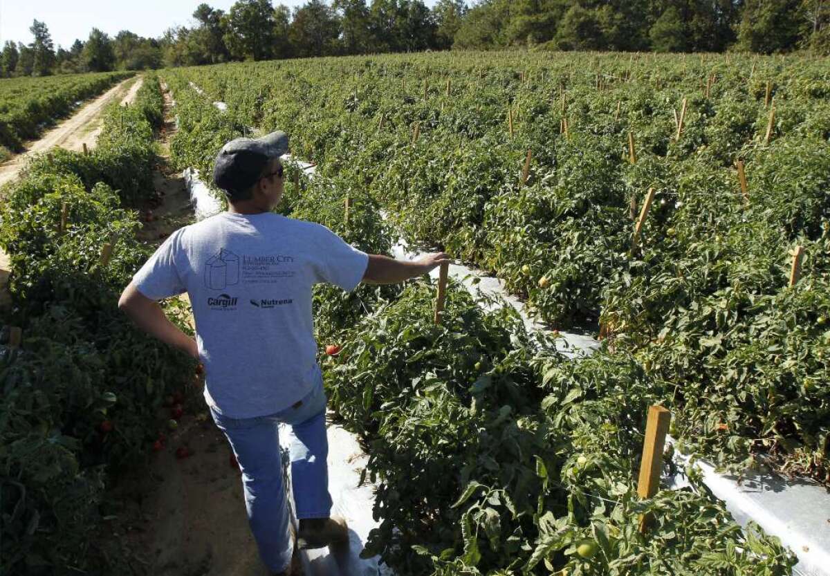 Los trabajadores inmigrantes laboran en industrias esenciales como agricultura, salud y supermercados, entre otras.