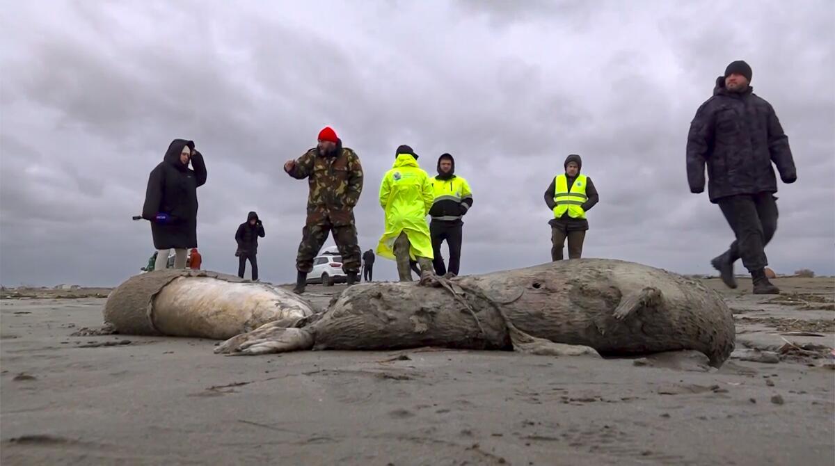 The bodies of dead seals on shore of the Caspian Sea, Dagestan.