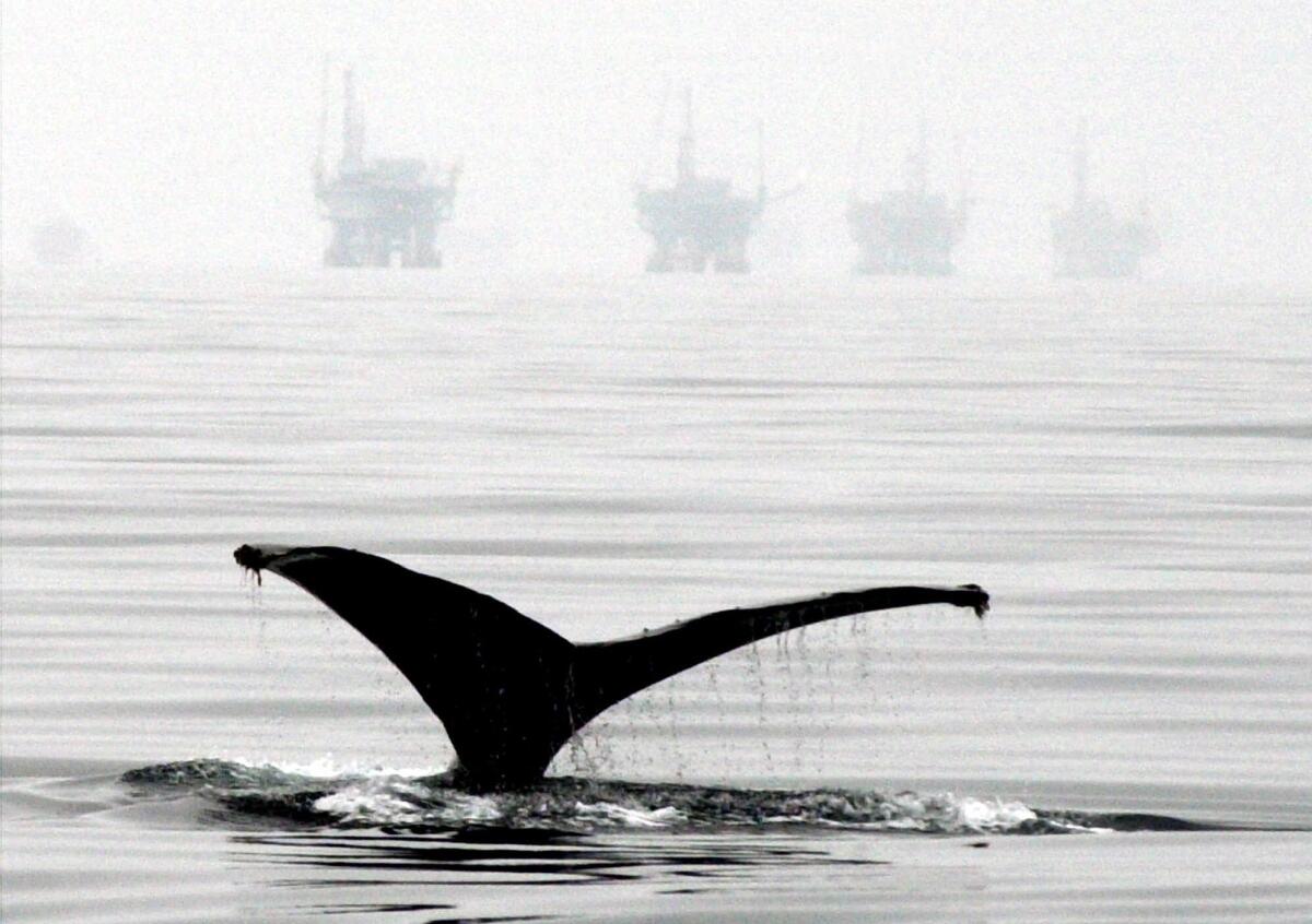 A whale dives into water, with drilling platforms in the background