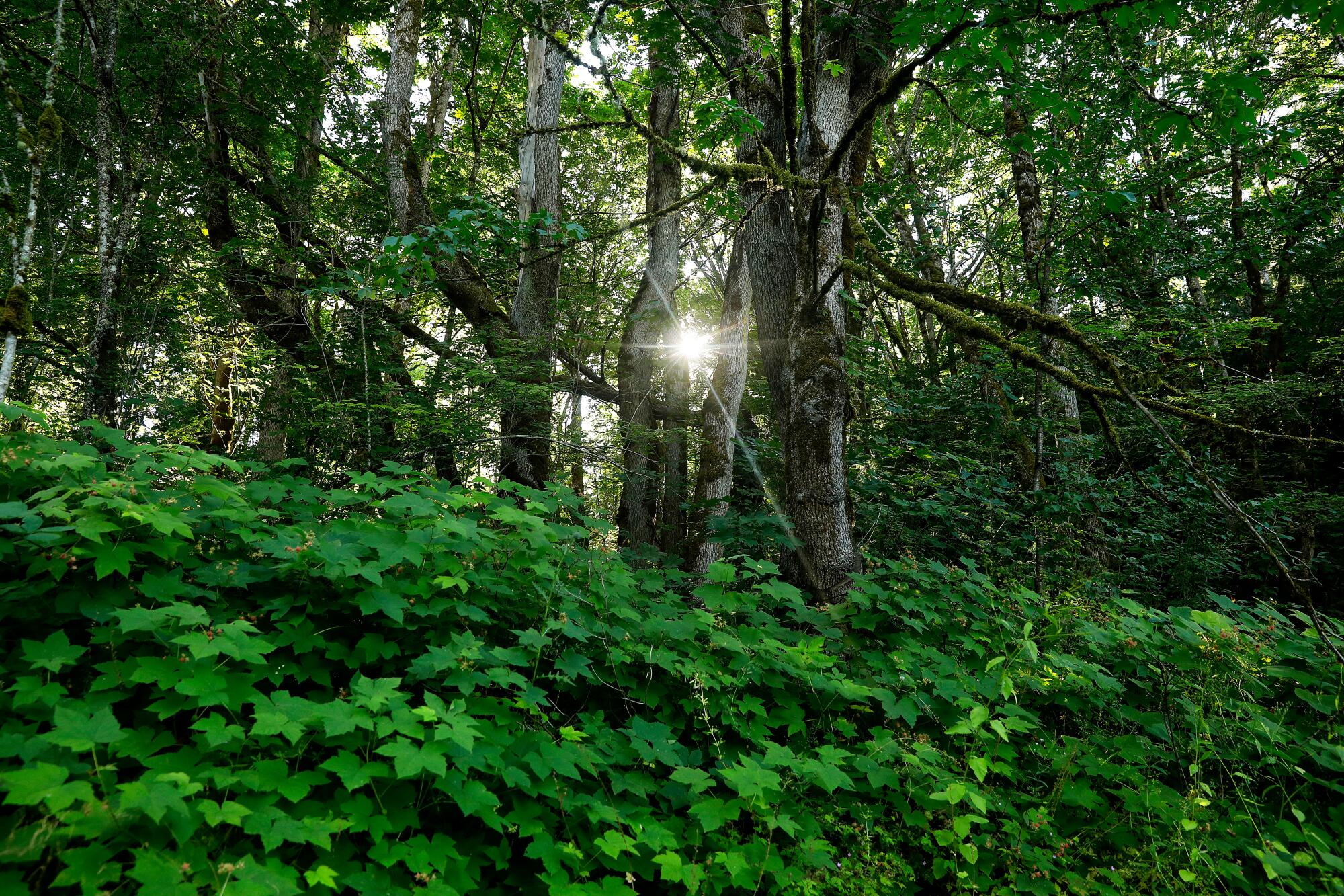 A green forest, with the sun peeking out between tall trees.