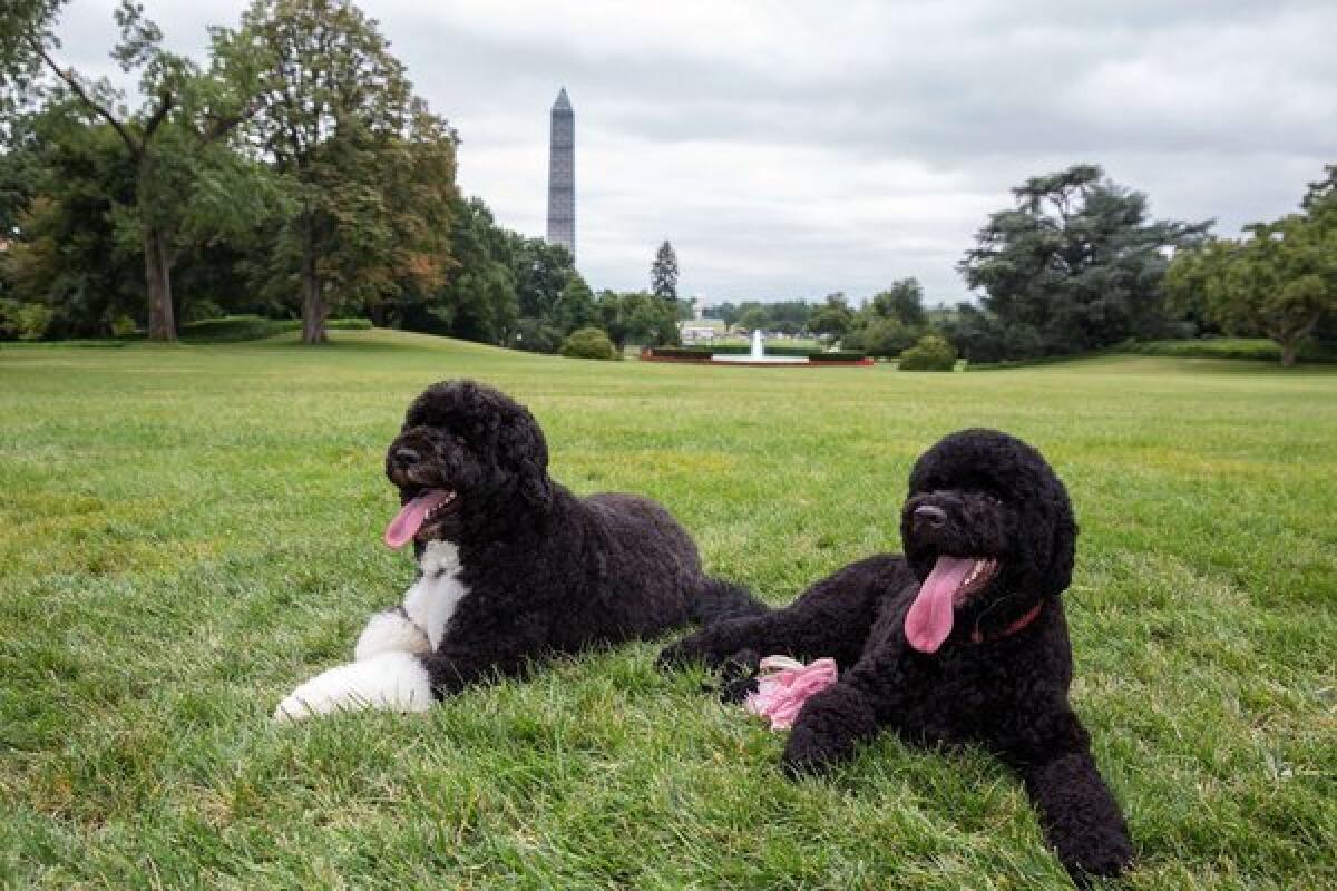 This official White House photograph shows Bo, left, and Sunny, the Obama family dogs, on the South Lawn of the White House on Monday.