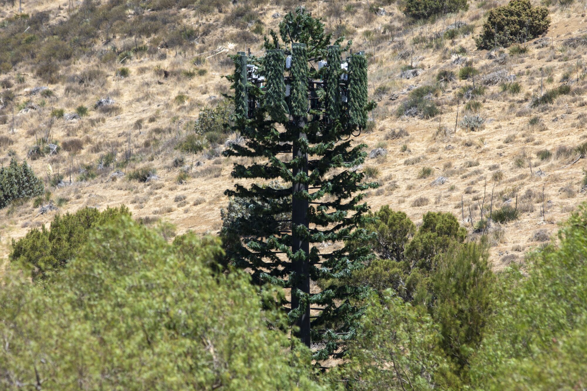 An image of a pine tree cell tower standing above its real brethren.