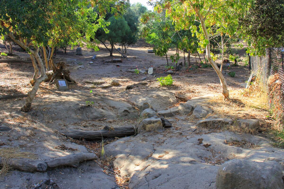 An open space with sparse trees and dirt that was once the Children's Garden.