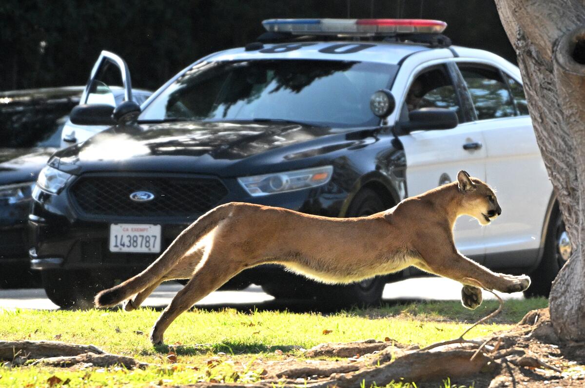 A mountain lion extends its body in a sprint near a tree in front of a police car