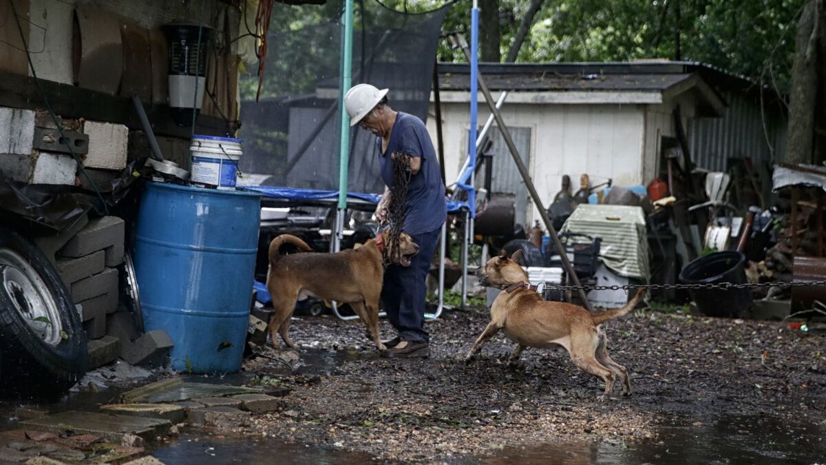 Antonio Garcia, 61, struggles to corral his dogs as he prepares to load them into his truck and evacuate his home on the banks of the rising Brazos River.