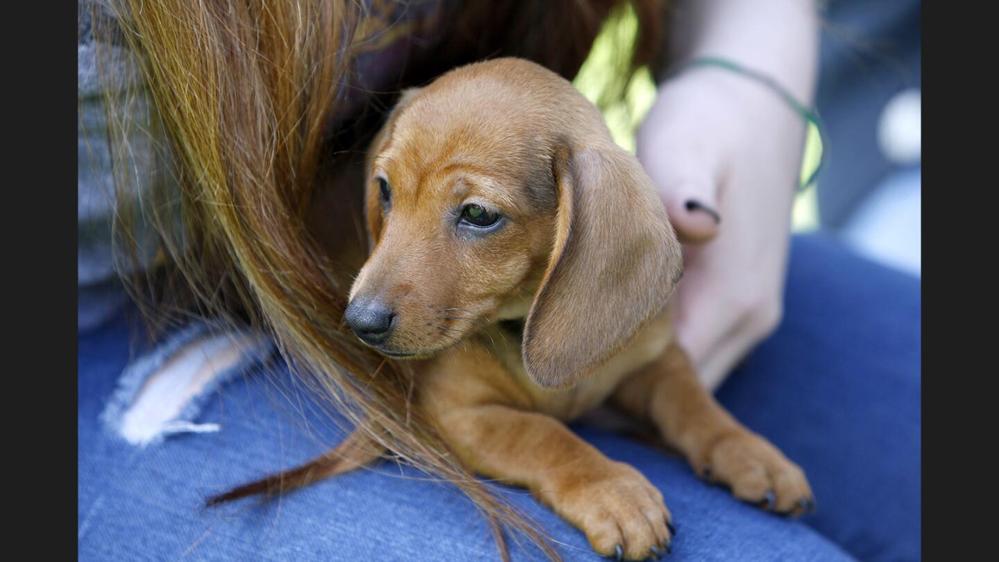 Photo Gallery: Puppies help relieve finals week stress at Glendale College