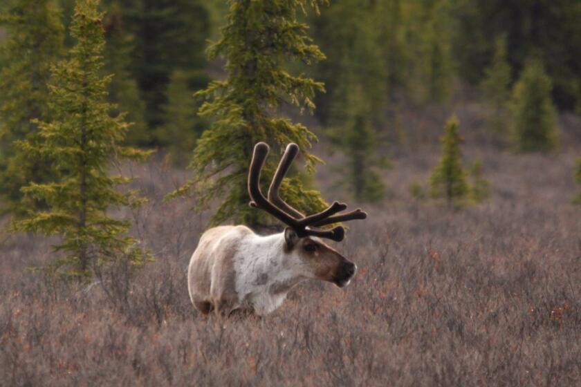 A lone caribou forages in Alaska's Denali National Park.