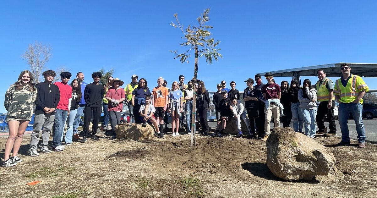 Olive Peirce students plant trees to spruce up their campus
