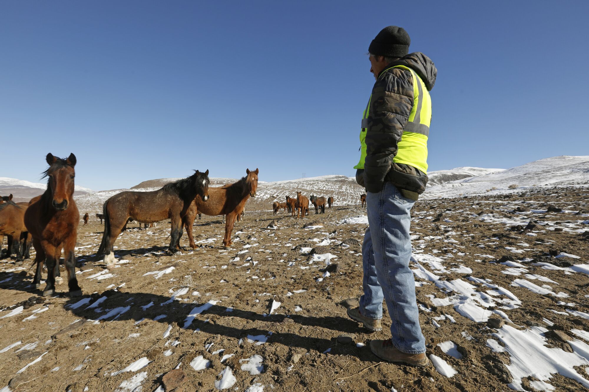 A man stands near wild horses as snow dapples the ground.