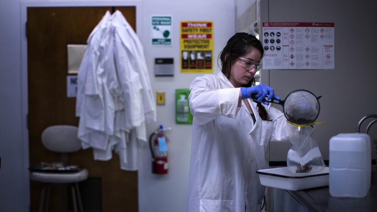 Graduate student Danielle Martinez strains the stomach contents of an urban coyote at Cal State Fullerton.