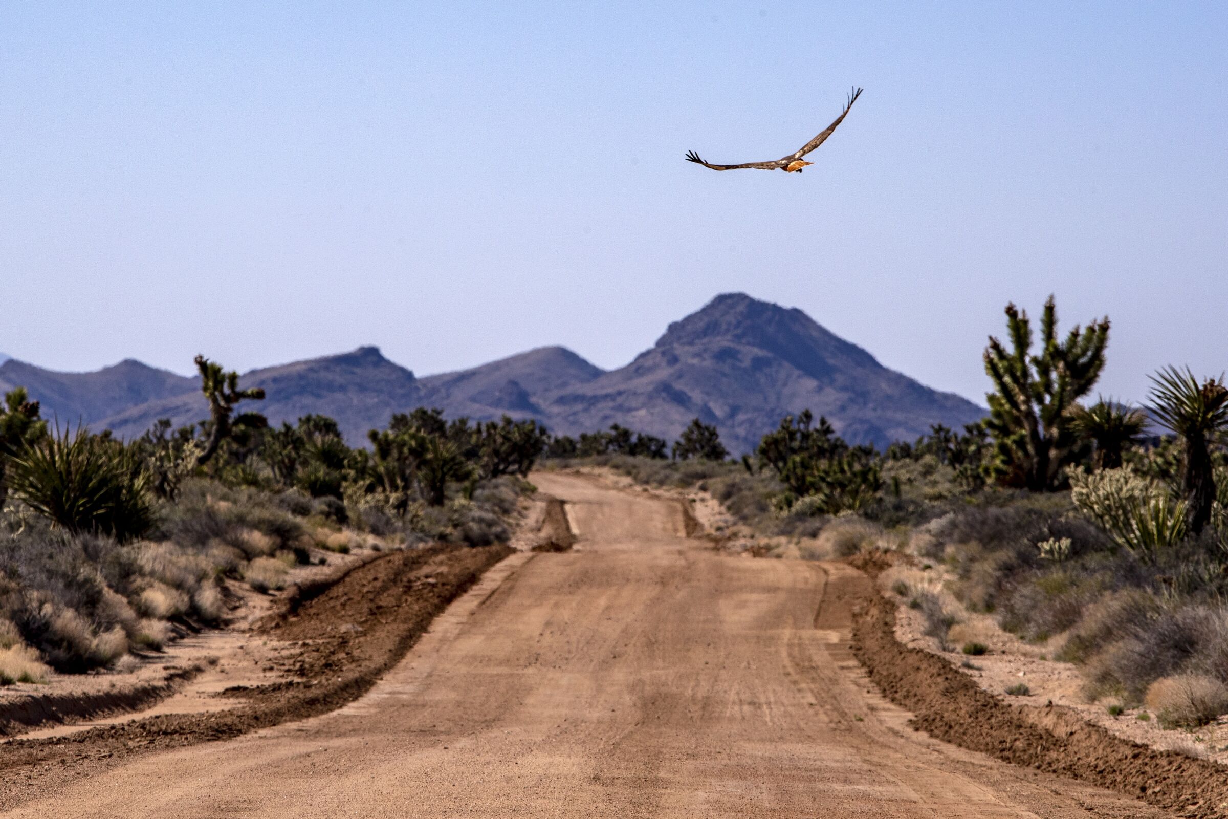 A red-tailed hawk flies over the historic Mojave Road in the Mojave National Preserve