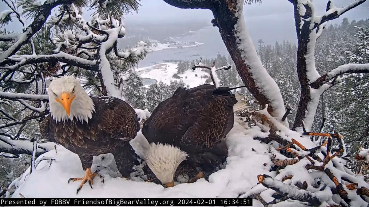 Jackie and Shadow with their 3 new eggs