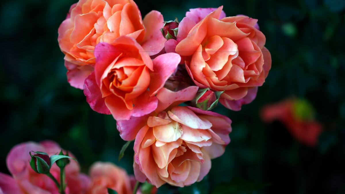 Tom Carruth, the Huntington’s curator of the Rose Collection, will share tips on planting and growing one of the best rose bargains around: bare-root roses.