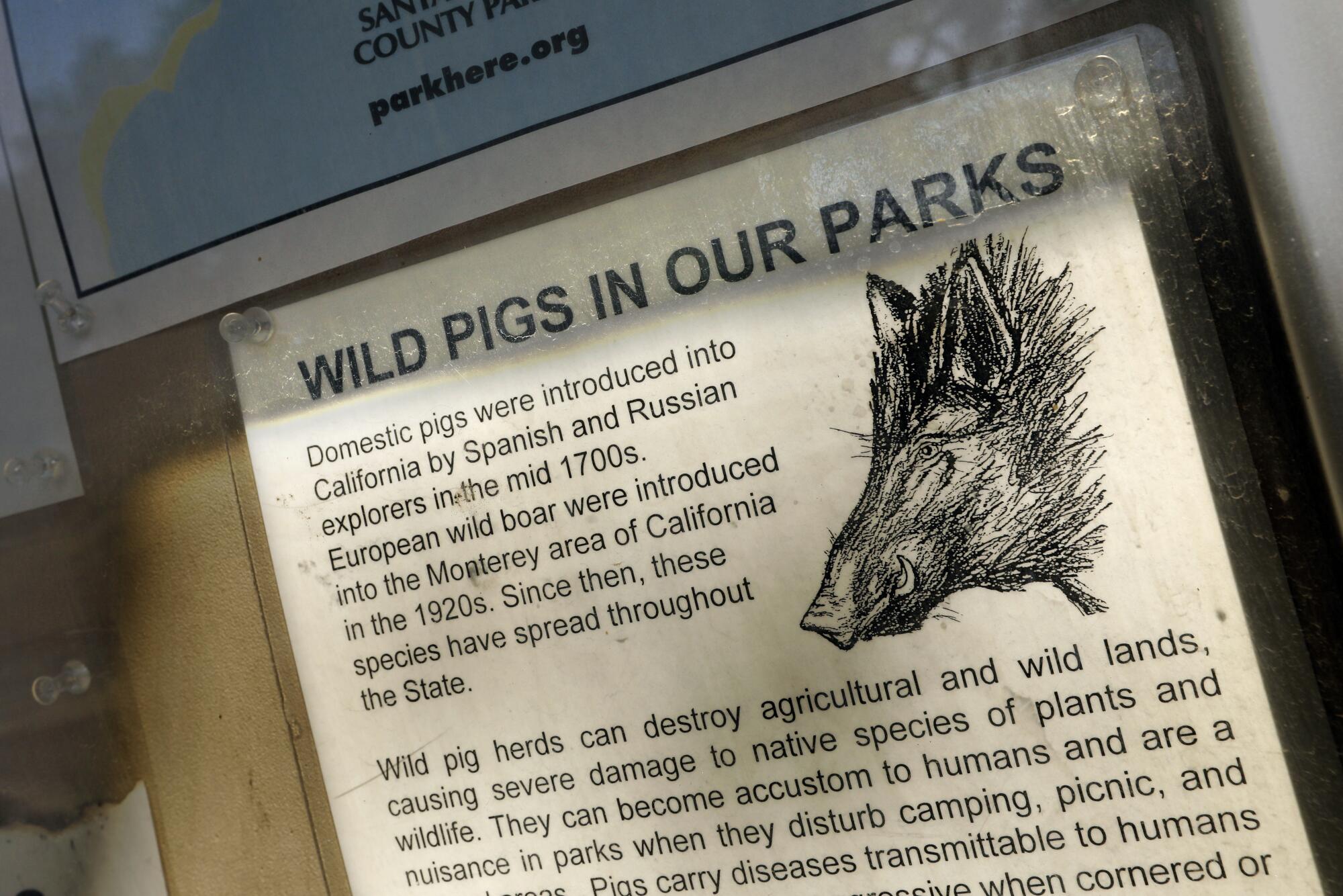 A sign warns campers about wild pigs